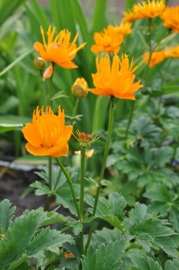 Trollius chinensis 'Golden Queen' Kinesiska smörbollar 5-10 i kruka P9