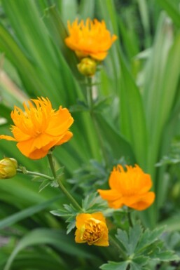 Trolle de Chine Trollius chinensis 'Golden Queen' 5-10 Pot 9x9 cm (P9)