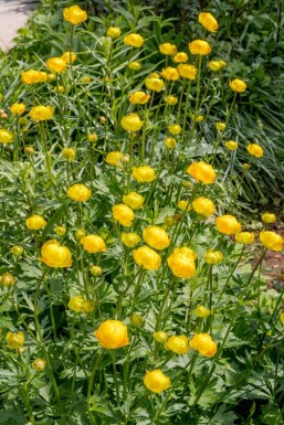 Trollius europaeus Smörbollar 5-10 i kruka P9