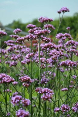 Verbena bonariensis Jätteverbena 5-10 i kruka P9