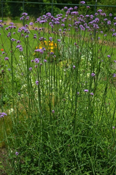 Verbena bonariensis