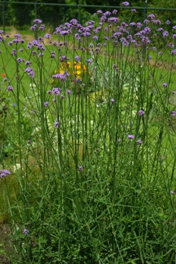 Verbena bonariensis Jätteverbena 5-10 i kruka P9