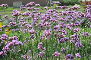 Kæmpejernurt Verbena bonariensis 5-10 potte P9