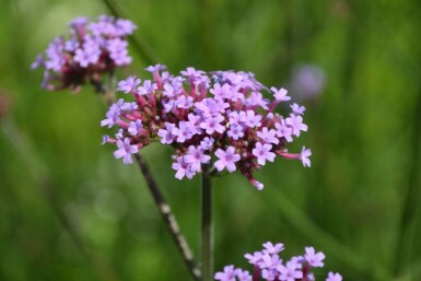 Verbena bonariensis Jätteverbena 5-10 i kruka P9