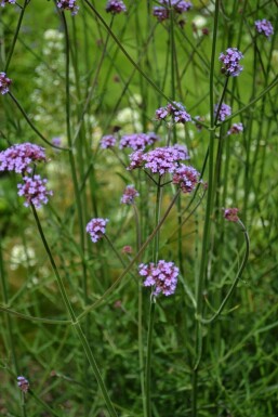 Kæmpejernurt Verbena bonariensis 5-10 potte P9