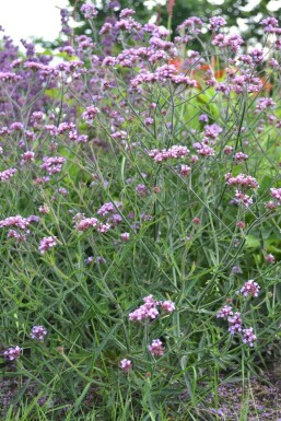 Verbena bonariensis 'Lollipop' Jätteverbena 5-10 i kruka P9