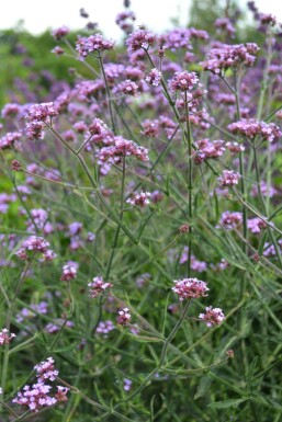 Verbena bonariensis 'Lollipop' Jätteverbena 5-10 i kruka P9