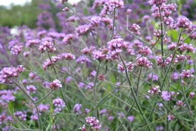 Kæmpejernurt Verbena bonariensis 'Lollipop' 5-10 potte P9