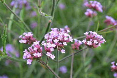 Kæmpejernurt Verbena bonariensis 'Lollipop' 5-10 potte P9