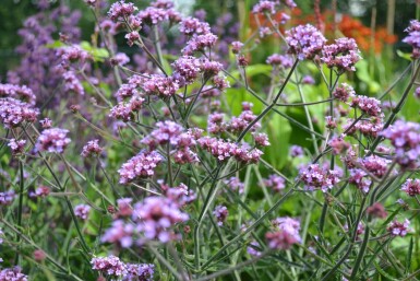 Verbena bonariensis 'Lollipop' Jätteverbena 5-10 i kruka P9