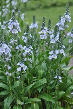 Veronica gentianoides Porslinsveronika 5-10 i kruka P9