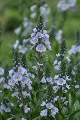 Veronica gentianoides Porslinsveronika 5-10 i kruka P9