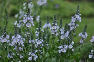 Veronica gentianoides Porslinsveronika 5-10 i kruka P9