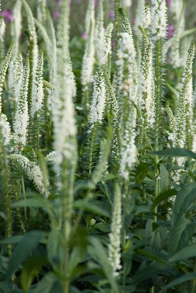 Veronica longifolia 'Schneeriesin'