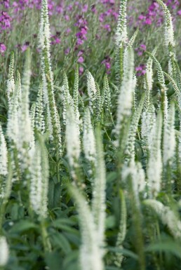 Langbladet ærenpris Veronica longifolia 'Schneeriesin' 5-10 potte P9