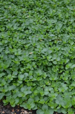 Veronica repens