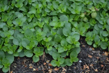 Veronica repens Krypveronika 5-10 i kruka P9