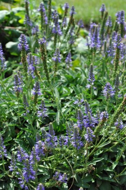 Aksærenpris Veronica spicata 'Inspire Blue' 5-10 potte P9