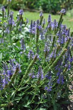 Veronica spicata 'Inspire Blue' Axveronika 5-10 i kruka P9