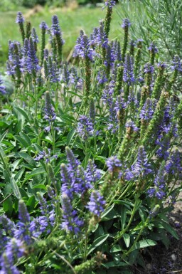 Veronica spicata 'Inspire Blue' Axveronika 5-10 i kruka P9