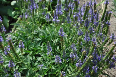 Veronica spicata 'Inspire Blue' Axveronika 5-10 i kruka P9