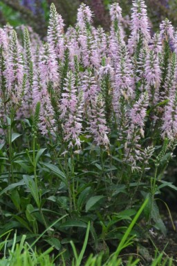 Veronica spicata 'Inspire Pink' Axveronika 5-10 i kruka P9