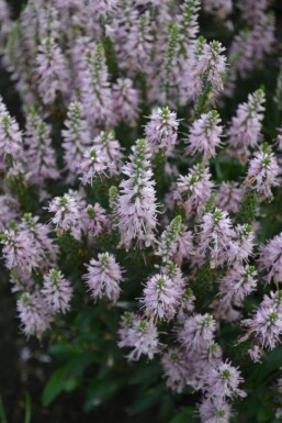 Veronica spicata 'Inspire Pink' Axveronika 5-10 i kruka P9