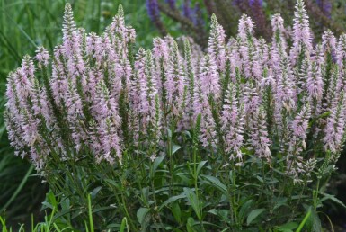 Véronique en épi Veronica spicata 'Inspire Pink' 5-10 Pot 9x9 cm (P9)