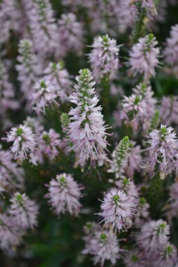 Veronica spicata 'Inspire Pink' Axveronika 5-10 i kruka P9