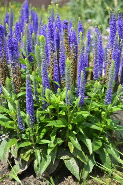 Veronica spicata 'Ulster Blue Dwarf'