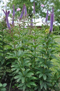 Véronique de Sibérie Veronicastrum sibiricum 'Red Arrows' 5-10 Pot 9x9 cm (P9)