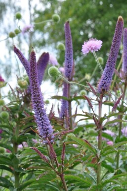 Veronicastrum sibiricum 'Red Arrows' Sibirisk kransveronika 5-10 i kruka P9