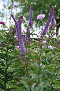 Veronicastrum sibiricum 'Red Arrows' Sibirisk kransveronika 5-10 i kruka P9