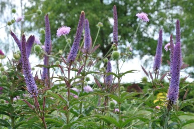 Véronique de Sibérie Veronicastrum sibiricum 'Red Arrows' 5-10 Pot 9x9 cm (P9)