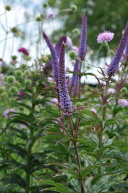 Veronicastrum sibiricum 'Red Arrows' Sibirisk kransveronika 5-10 i kruka P9