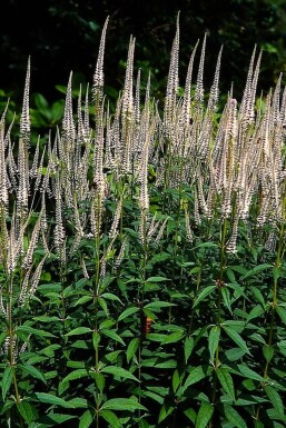 Virginsk ærenpris Veronicastrum virginicum 'Pink Glow' 5-10 potte P9