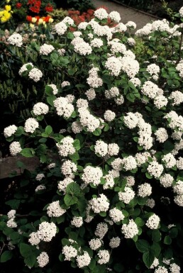 Sneeuwbal Viburnum carlesii Struik 40-50 Pot C3