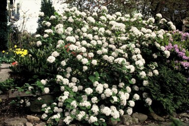 Sneeuwbal Viburnum carlesii Struik 40-50 Pot C3