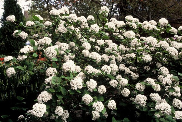 Viburnum carlesii