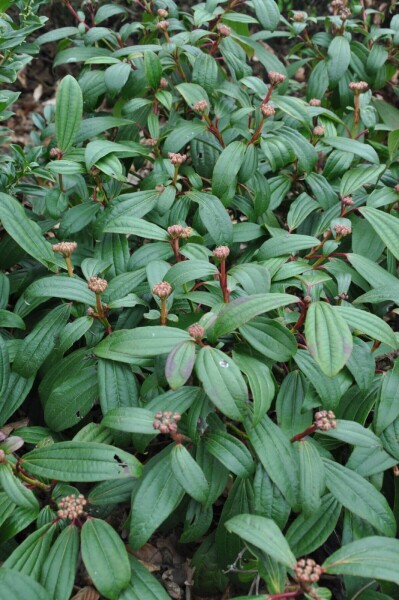 Viburnum davidii