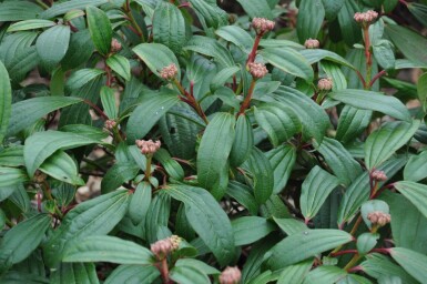 Sneeuwbal Viburnum davidii Struik 20-30 Pot C2