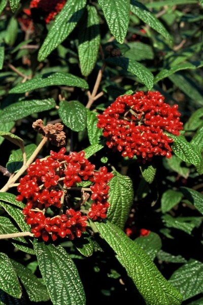 Viburnum rhytidophyllum