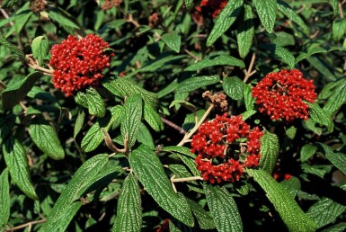 Sneeuwbal Viburnum rhytidophyllum Struik 30-40 Pot C3