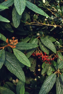 Rynkeblad Viburnum rhytidophyllum busk 30-40 potte C3