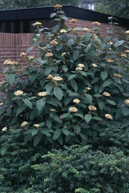 Rynkeblad Viburnum rhytidophyllum busk 30-40 potte C3