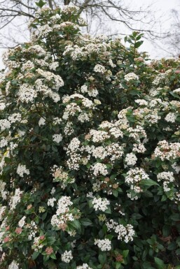 Viorne tin Viburnum tinus Arbuste 15-20 Pot 1,3 l (P13)