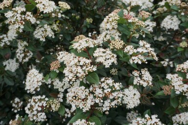 Viorne tin Viburnum tinus Arbuste 15-20 Pot 1,3 l (P13)