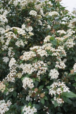 Sneeuwbal Viburnum tinus Struik 15-20 Pot P13