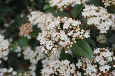 Sneeuwbal Viburnum tinus Struik 15-20 Pot P13