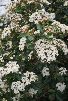 Viorne tin Viburnum tinus Arbuste 15-20 Pot 1,3 l (P13)